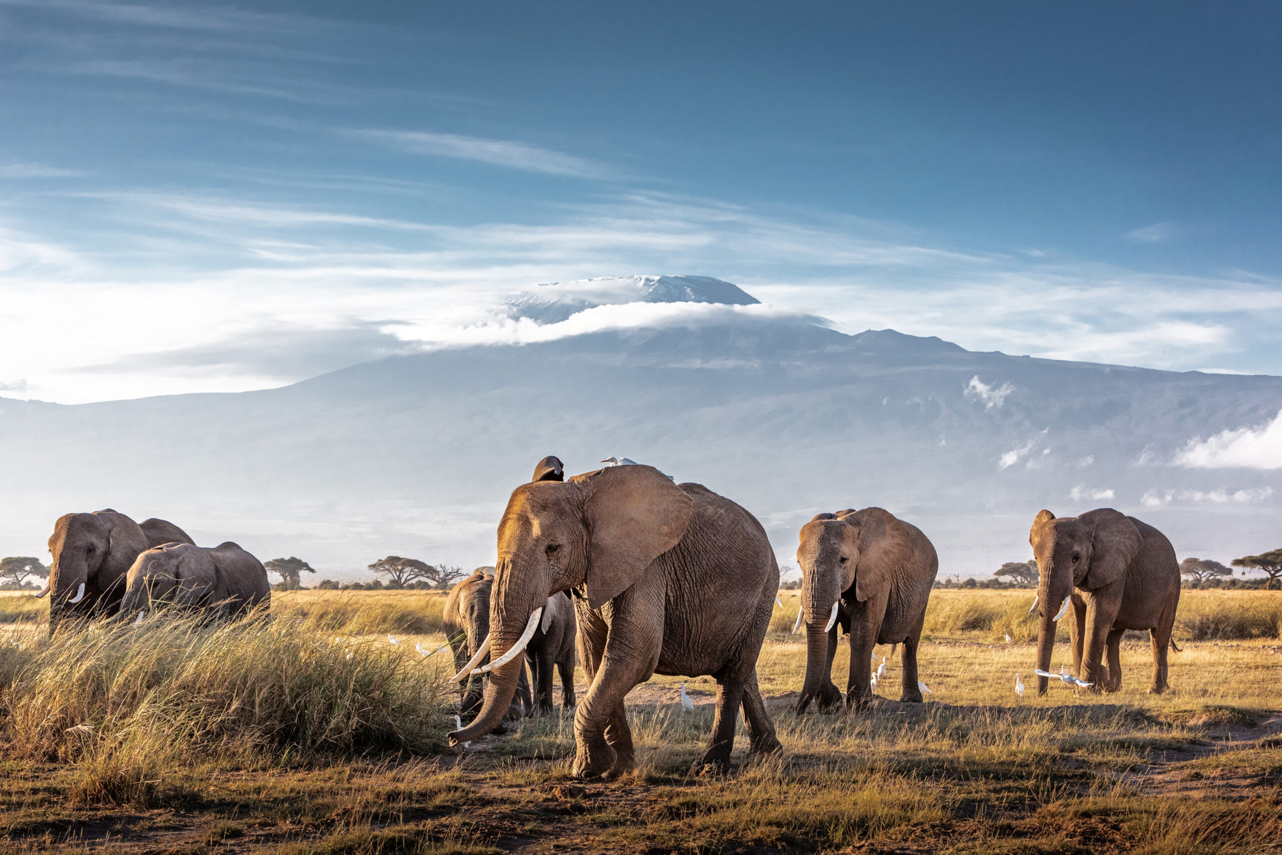 The Elephant on Kilimanjaro - Bingham Expeditions
